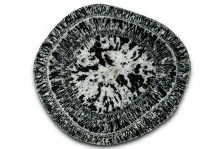 Buy Orbicular Granite