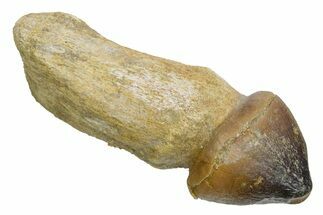 Rooted Crushing Mosasaur (Igdamanosaurus) Tooth - Morocco #353189