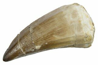 Fossil Mosasaur (Mosasaurus) Tooth - Morocco #353197