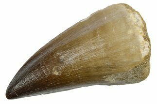 Fossil Mosasaur (Hainosaurus) Tooth - Morocco #353212