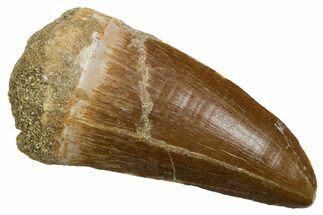 Fossil Mosasaur (Hainosaurus) Tooth - Morocco #353214