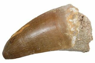 Huge Fossil Mosasaur (Thalassotitan) Tooth - Morocco #353217