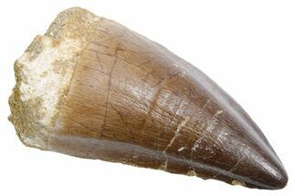 Large Fossil Mosasaur (Thalassotitan) Tooth - Morocco #353218