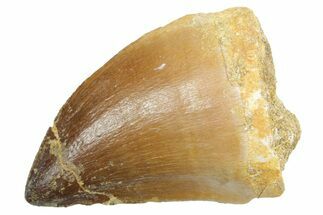 Fossil Mosasaur (Thalassotitan) Tooth - Morocco #353230