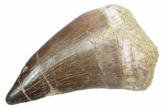 Fossil Mosasaur (Thalassotitan) Tooth - Morocco #353236