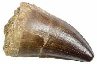Fossil Mosasaur (Thalassotitan) Tooth - Morocco #353245