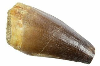 Fossil Mosasaur (Thalassotitan) Tooth - Morocco #353250