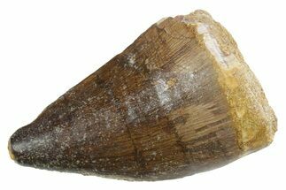 Fossil Mosasaur (Thalassotitan) Tooth - Morocco #353252