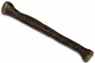 Fossil Dromaeosaurid Theropod (Acheroraptor) Metatarsal - Montna #353318