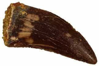 Serrated Raptor Tooth - Real Dinosaur Tooth #353362