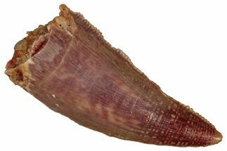 Serrated Raptor Tooth - Real Dinosaur Tooth #353364