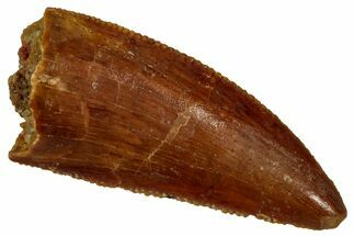 Serrated Raptor Tooth - Real Dinosaur Tooth #353372