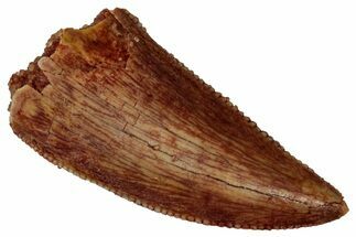 Serrated Raptor Tooth - Real Dinosaur Tooth #353373