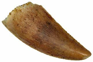 Serrated Raptor Tooth - Real Dinosaur Tooth #353380