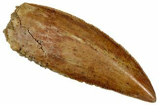 Serrated Raptor Tooth - Real Dinosaur Tooth #353383