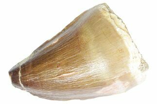 Fossil Mosasaur (Thalassotitan) Tooth - Morocco #353221