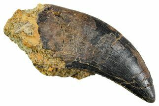 Serrated, Tyrannosaur (Nanotyrannus) Tooth - Montana #353337