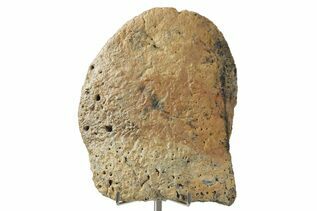 Dinosaur Fossils For Sale