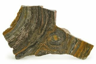 Polished Mesoproterozoic Stromatolite (Conophyton) - Australia #353321