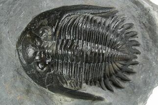 Uncommon Mrakibina Trilobite - Mrakib, Morocco #353037