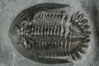 Uncommon Mrakibina Trilobite - Mrakib, Morocco #353041