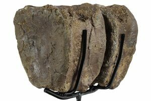 Lot: 7 Unidentified Dinosaur/Reptile Vertebrae (3-6