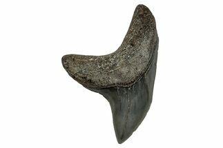 Rare,  Giant Thresher Shark (Alopias) Tooth - South Carolina #353285