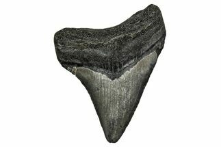 Serrated, Juvenile Megalodon Tooth - South Carolina #353293