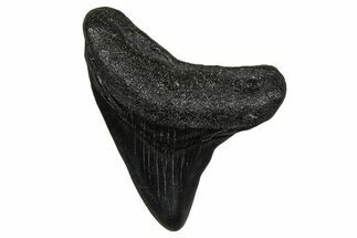 Juvenile Megalodon Tooth - South Carolina #353294