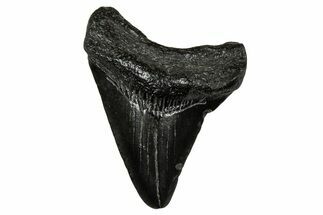 Juvenile Megalodon Tooth - South Carolina #353295