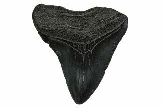 Juvenile Megalodon Tooth - South Carolina #353312