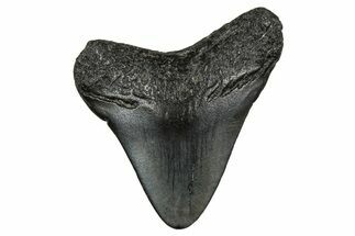 Juvenile Megalodon Tooth - South Carolina #353313