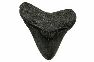 Juvenile Megalodon Tooth - South Carolina #353313