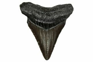 Serrated, Juvenile Megalodon Tooth - South Carolina #353314