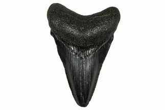 Juvenile Megalodon Tooth - South Carolina #353316