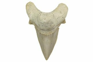 Fossil Shark Tooth (Otodus) - Morocco #353415