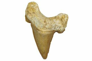Large, Fossil Shark Tooth (Otodus) - Morocco #353420