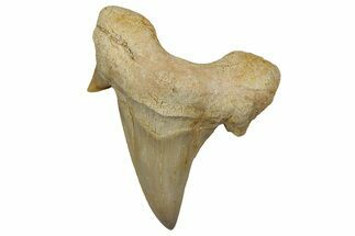 Fossil Shark Tooth (Otodus) - Morocco #353423