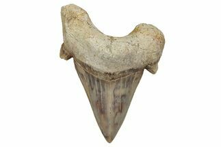 Fossil Shark Tooth (Otodus) - Morocco #353429