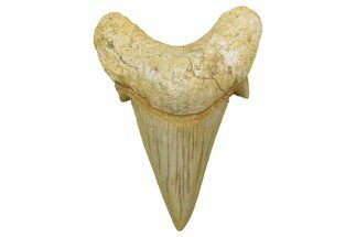 Fossil Shark Tooth (Otodus) - Morocco #353439