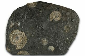 Fossil Ammonite (Dactylioceras) Cluster - Posidonia Shale, Germany #353540