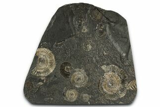 Fossil Ammonite Cluster - Posidonia Shale, Germany #353541