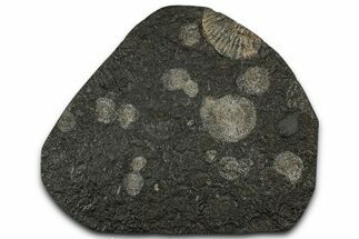 Fossil Ammonite Cluster - Posidonia Shale, Germany #353550