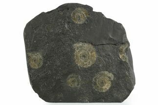 Fossil Ammonite (Dactylioceras) Cluster - Posidonia Shale, Germany #353529