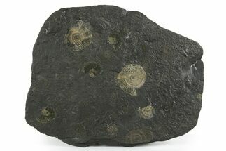 Fossil Ammonite Cluster - Posidonia Shale, Germany #353537