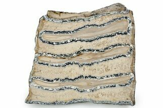 Polished Mammoth Molar Slice - South Carolina #353530