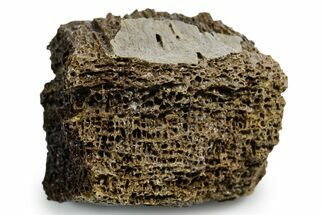 Fossil Tyrannosaur (T rex) Bone Section - Wyoming #353587