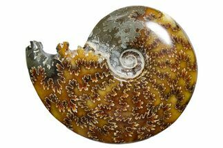 Polished Ammonite (Cleoniceras) Fossil - Madagascar #352355