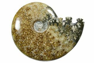 Polished Ammonite (Cleoniceras) Fossil - Madagascar #352358