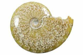 Polished Ammonite (Cleoniceras) Fossil - Madagascar #352360